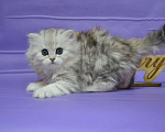 Кошки в Москве: Хайленд страйт мраморный мальчик Мальчик, 40 000 руб. - фото 2