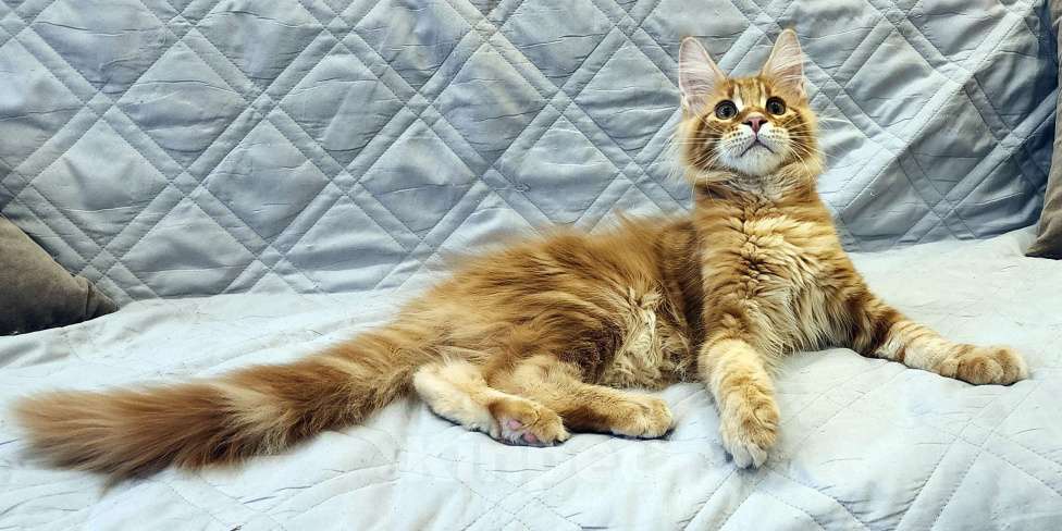 Кошки в Санкт-Петербурге: Котёнок мейн кун из питомника Fiery Friend Мальчик, 70 000 руб. - фото 4