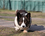 Собаки в Одинцово: Вельш корги кардиган -бесплатно Девочка, Бесплатно - фото 6