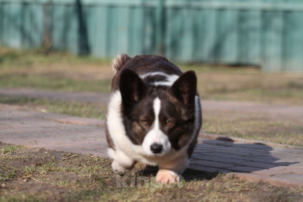 Собаки в Одинцово: Вельш корги кардиган -бесплатно Девочка, Бесплатно - фото 6