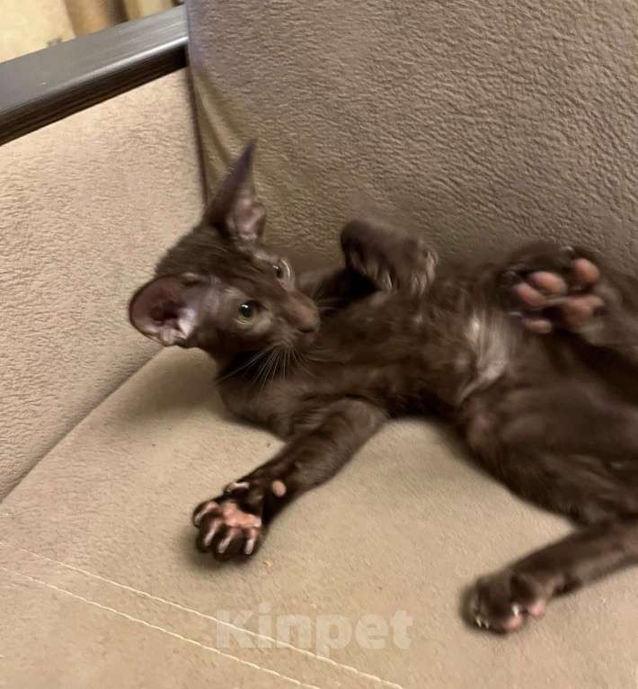 Кошки в Москве: Ориентальная шоколадная девочка Девочка, Бесплатно - фото 5