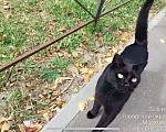 Кошки в Лыткарино: Добрый котик ищет семью Мальчик, Бесплатно - фото 2
