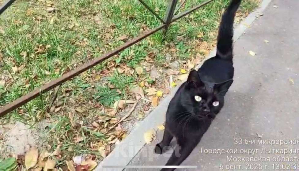 Кошки в Лыткарино: Добрый котик ищет семью Мальчик, Бесплатно - фото 2