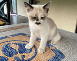 Кошки в Москве: Котенок в добрые руки Девочка, Бесплатно - фото 2