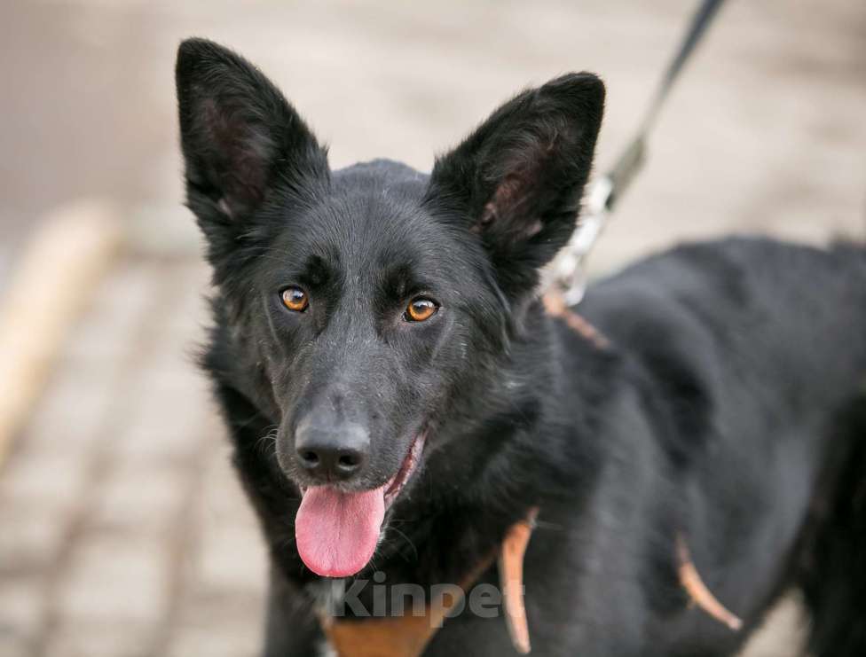 Собаки в Москве: Перчинка Чили ищет любящие руки! Девочка, Бесплатно - фото 4