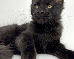 Кошки в Москве: Мейн-кун котенок Мальчик, 60 000 руб. - фото 2