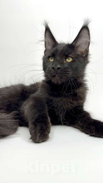 Кошки в Москве: Мейн-кун котенок Мальчик, 60 000 руб. - фото 2