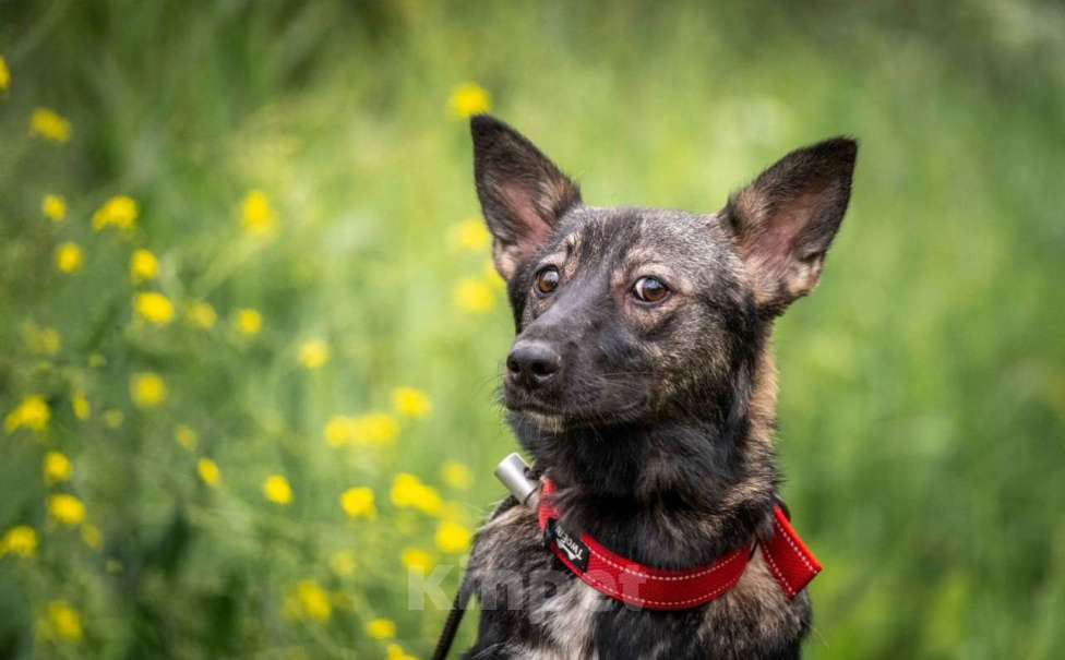 Собаки в других городах Владимирской области: Красивая и добрая собака в добрые руки бесплатно Девочка, Бесплатно - фото 4