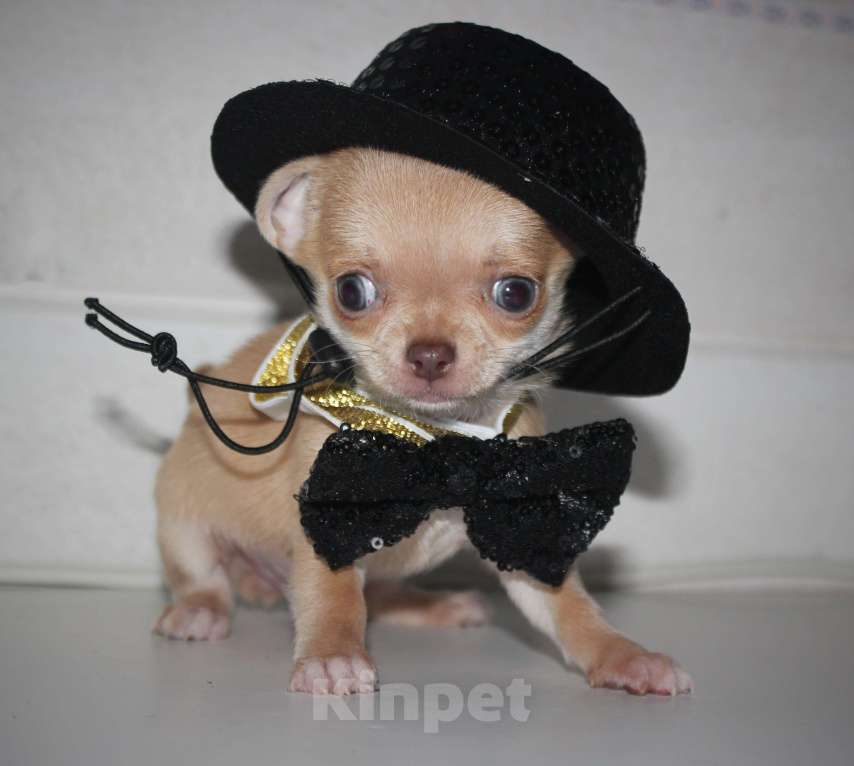 Собаки в других городах Ленинградской области: Продается щенок чихуахуа Мальчик, 35 000 руб. - фото 1