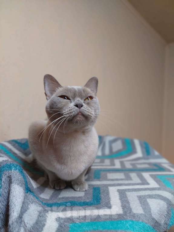 Кошки в Челябинске: Алиса Девочка, 40 000 руб. - фото 10