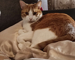 Кошки в Буденновске: Потерялся кот Мальчик, 2 000 руб. - фото 2