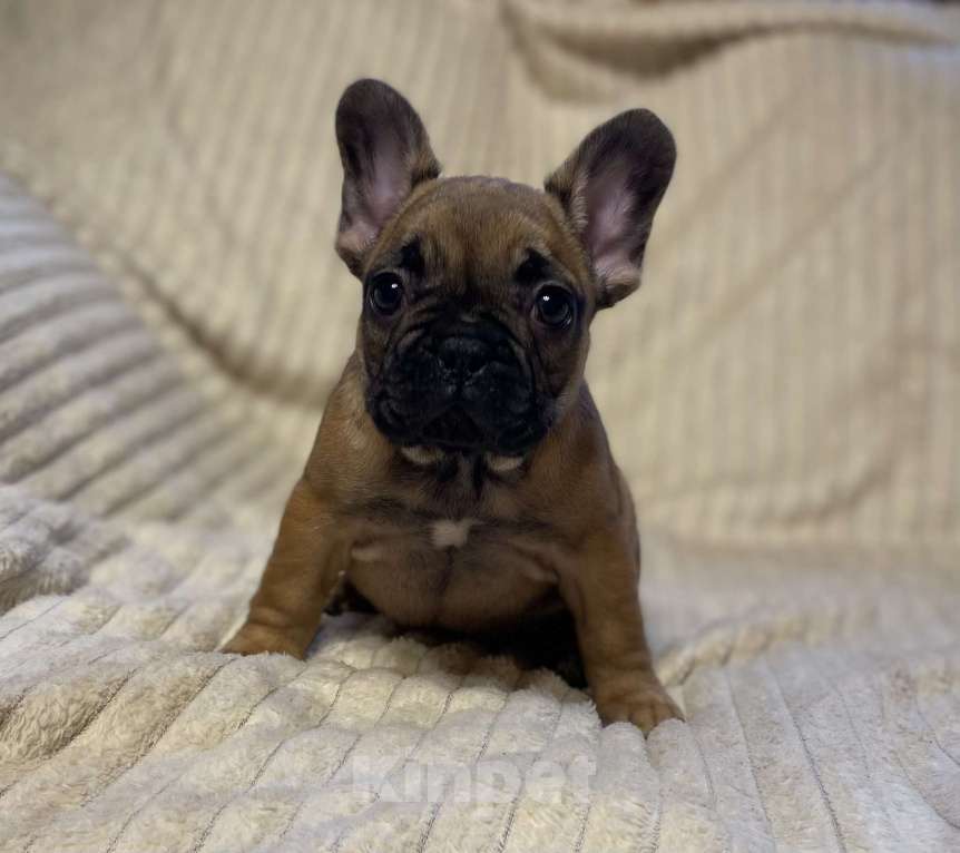 Собаки в Санкт-Петербурге: Шикарная девочка француженка  Девочка, 40 000 руб. - фото 1