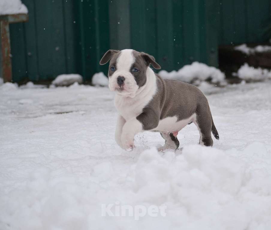 Собаки в Москве: Мальчик голубого с белым окраса Мальчик, 100 000 руб. - фото 1