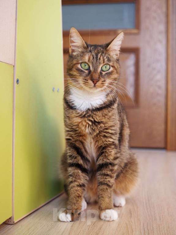 Кошки в Москве: София с ВЛК ищет дом Девочка, Бесплатно - фото 2