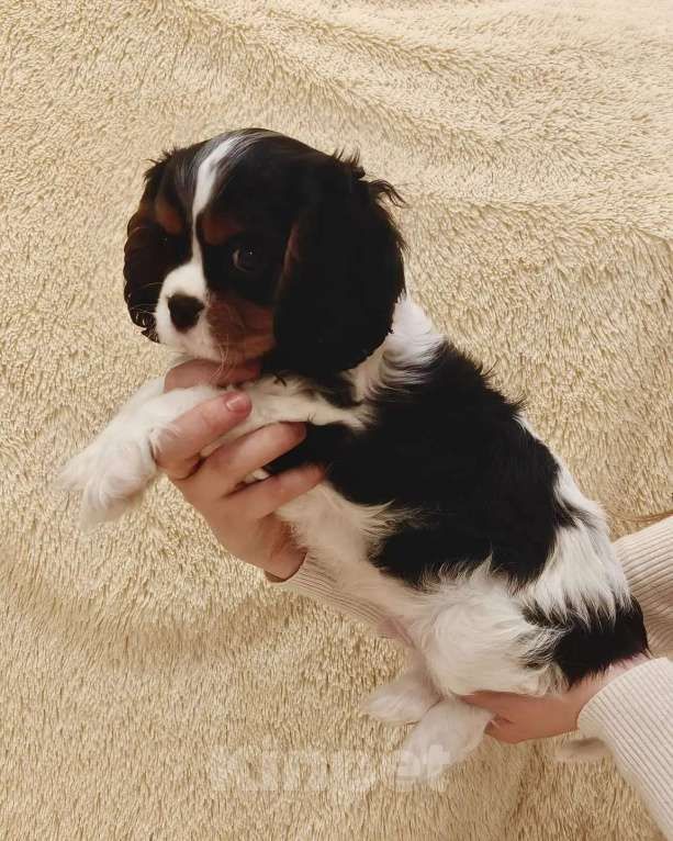 Собаки в Санкт-Петербурге: Кавалер Кинг Чарльз спаниель Мальчик, 100 руб. - фото 2