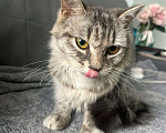 Кошки в Котельнике: Найдена, подобрана кошка!  Девочка, Бесплатно - фото 4
