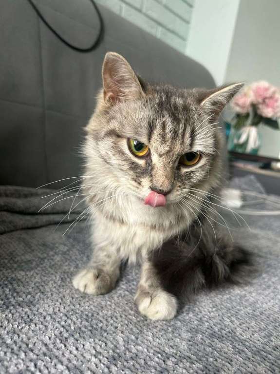 Кошки в Котельнике: Найдена, подобрана кошка!  Девочка, Бесплатно - фото 4