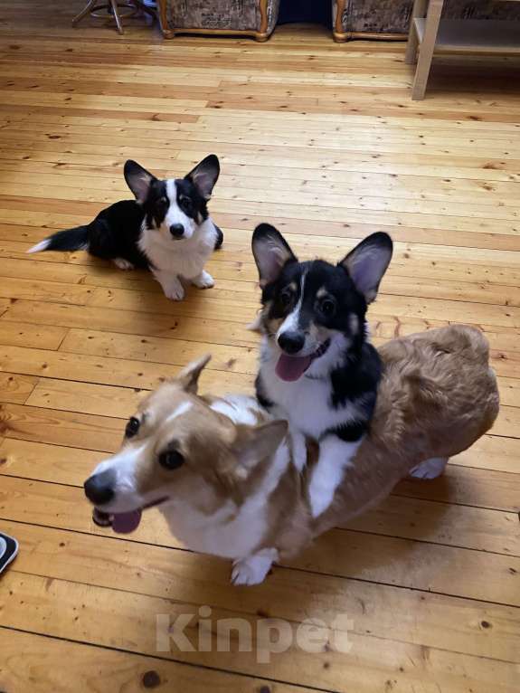 Собаки в других городах Московской области: Щенки Вельш-корги пемброк Мальчик, 55 000 руб. - фото 6