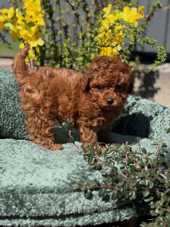 Собаки в Челябинске: Той-пудель, щенок Девочка, 150 000 руб. - фото 7