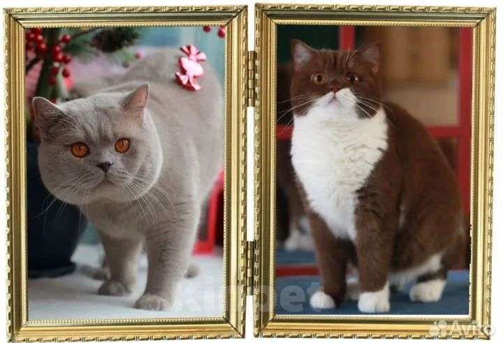 Кошки в Москве: Британский кот окрас шоколад носитель циннамона Мальчик, 40 000 руб. - фото 1