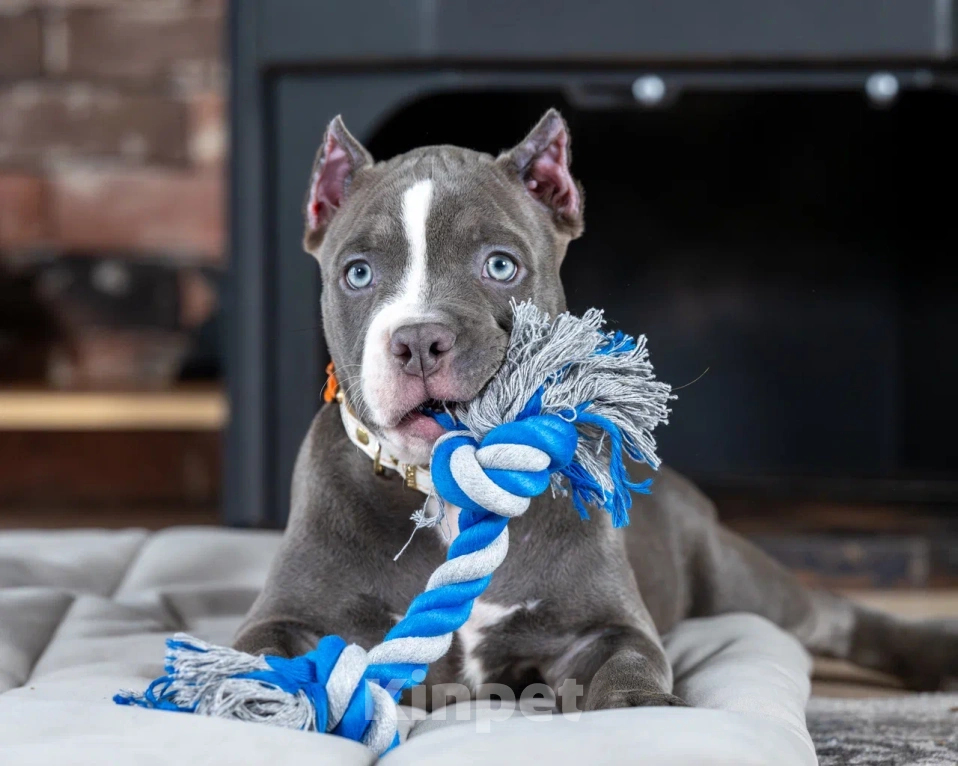 Собаки в Воронеже: Американский Булли девочка Девочка, Бесплатно - фото 1