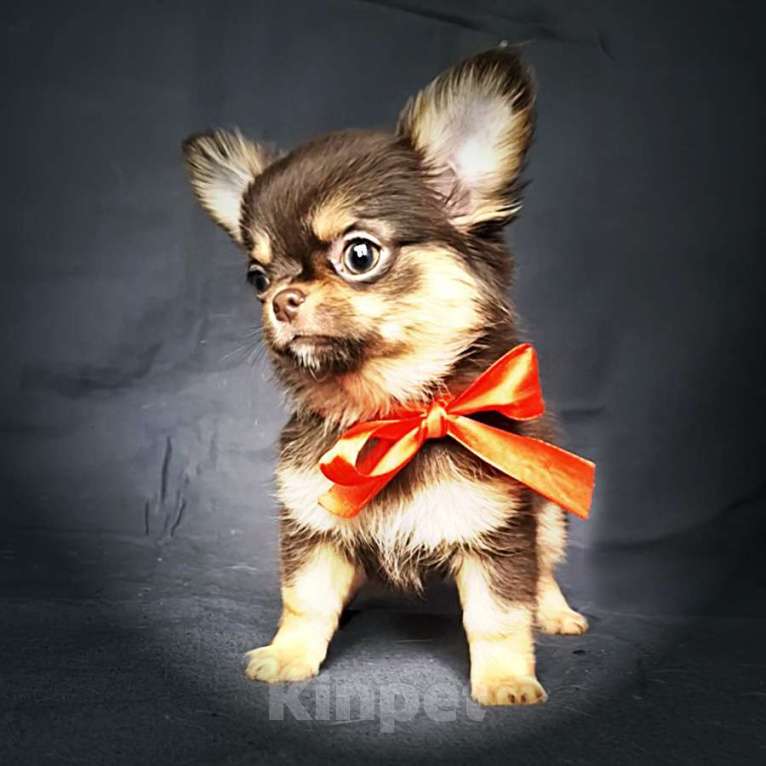 Собаки в Москве: Чихуахуа красивая девочка Девочка, 50 000 руб. - фото 3