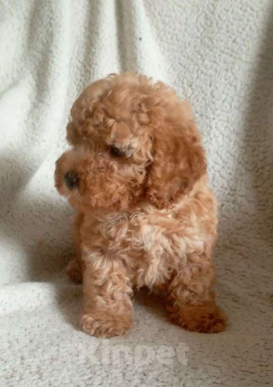 Собаки в Санкт-Петербурге: Той пудель Девочка, 65 000 руб. - фото 4