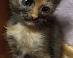 Кошки в Жуковском: Котята Девочка, 1 500 руб. - фото 8