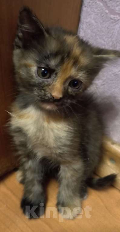 Кошки в Жуковском: Котята Девочка, 1 500 руб. - фото 8