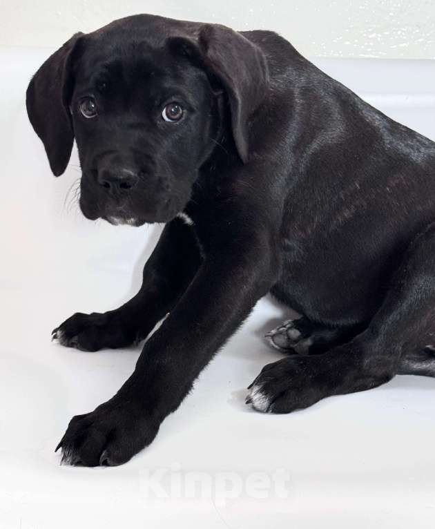 Собаки в Приморско-Ахтарске: Щенки кане корсо  Девочка, 15 000 руб. - фото 4