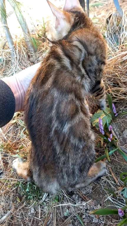 Кошки в Москве: Бенгальская девочка Девочка, 25 000 руб. - фото 7