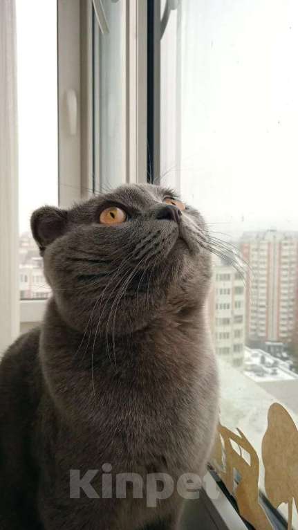 Кошки в Москве: Продам за небольшую плату кота в хорошие, добрые руки Мальчик, 3 000 руб. - фото 6