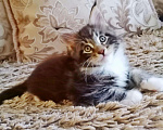 Кошки в Малоархангельске: Котята Мейн Кун., 20 000 руб. - фото 5