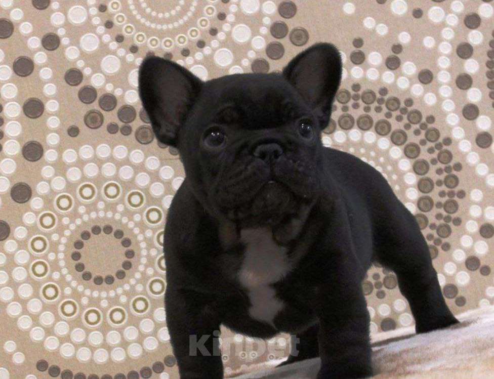 Собаки в Иркутске: Французские щенята  Девочка, 19 000 руб. - фото 2