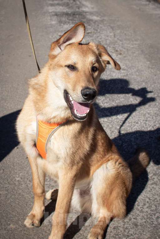 Собаки в Фрязино: Чудесный рыжик Рэм ищет дом  Мальчик, Бесплатно - фото 3