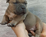 Собаки в Донецке: Бронирование щенков американский булли Мальчик, Бесплатно - фото 8