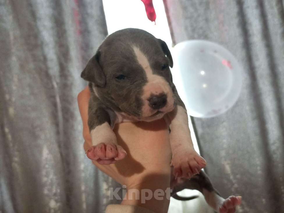 Собаки в Серпухове: Амстаффики!) Девочка, 35 000 руб. - фото 6