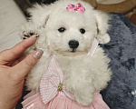 Собаки в Москве: БИШОН ФРИЗЕ девочка мини  Девочка, 80 000 руб. - фото 1