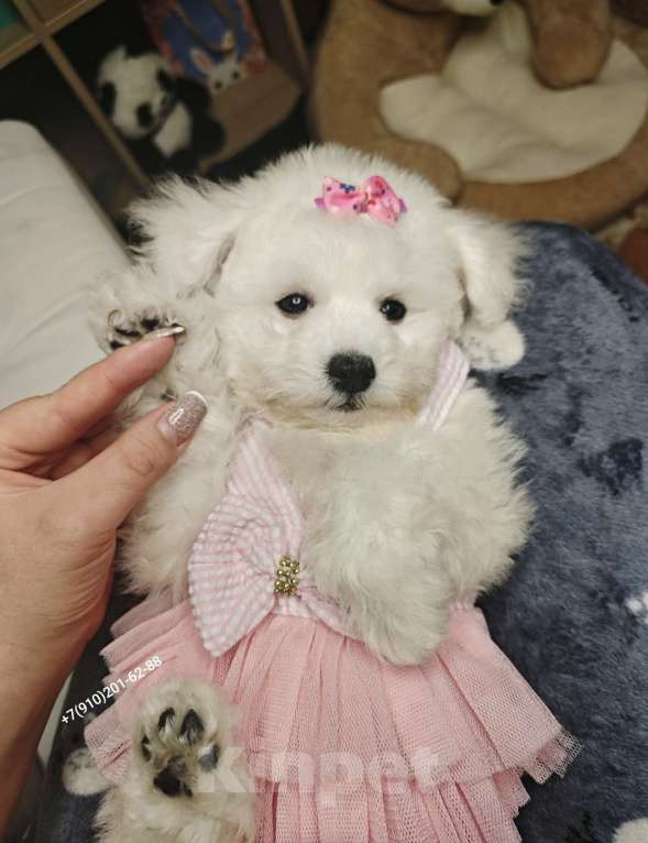 Собаки в Москве: БИШОН ФРИЗЕ девочка мини  Девочка, 80 000 руб. - фото 1