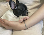 Собаки в Ижевске: Малыш французский бульдог, черно-белый 🐶 Мальчик, 20 000 руб. - фото 5