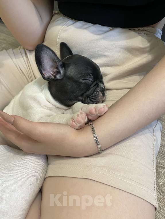 Собаки в Ижевске: Малыш французский бульдог, черно-белый 🐶 Мальчик, 20 000 руб. - фото 5