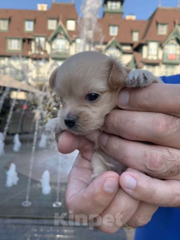 Собаки в Москве: Шикарные щенки  Мальтипу Мальчик, 190 000 руб. - фото 10