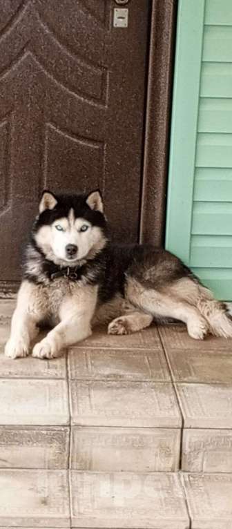Собаки в других городах Липецкой области: Сюр Мальчик, 1 руб. - фото 3