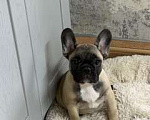 Собаки в Сочи: Продаются Щенки Французкого Бульдога Девочка, 35 000 руб. - фото 3