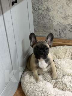 Собаки в Сочи: Продаются Щенки Французкого Бульдога Девочка, 35 000 руб. - фото 3