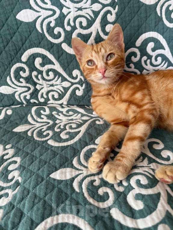 Кошки в Москве: Рыжий мраморный котёнок Симба в добрые руки Мальчик, 1 руб. - фото 5