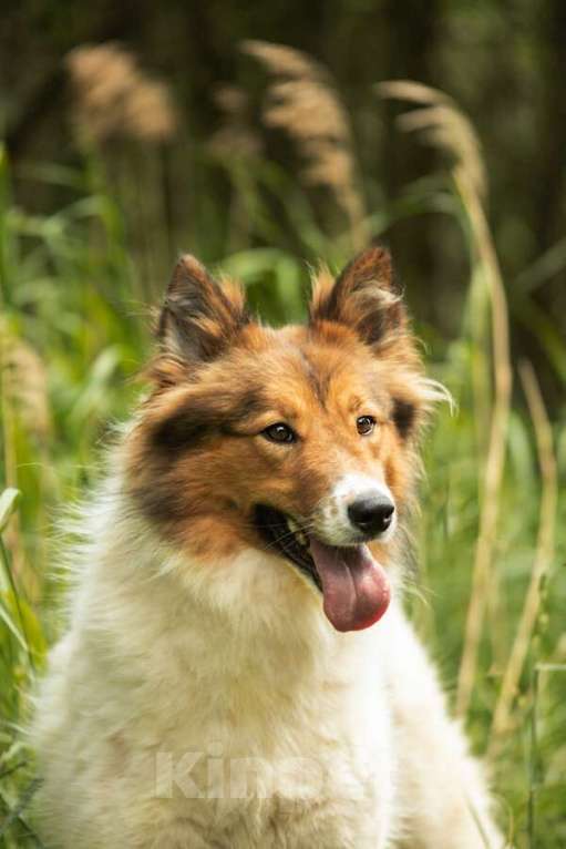Собаки в Москве: Леся, Лисичка, девочка, 2 года, путешественница и умница! Девочка, Бесплатно - фото 9