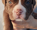Собаки в Краснодаре: Американский булли Мальчик, Бесплатно - фото 3