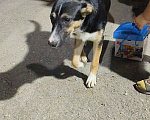 Собаки в Саратове: Одинокая девочка, ищет своих заботливых хозяев Девочка, 1 руб. - фото 3