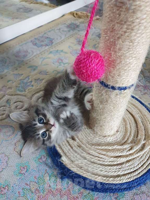 Кошки в Москве: SIB Сибирские котята Девочка, 45 000 руб. - фото 1